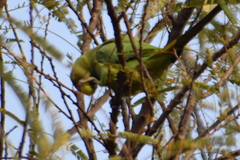 Psittacula krameri