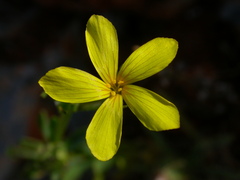 Linum nodiflorum