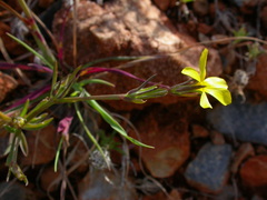Linum nodiflorum
