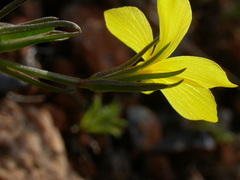 Linum nodiflorum
