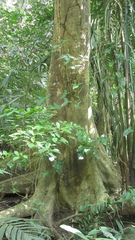 Zanthoxylum acuminatum