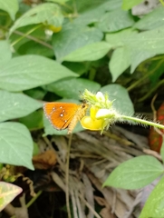 Iambrix salsala salsala