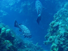 Mycteroperca bonaci