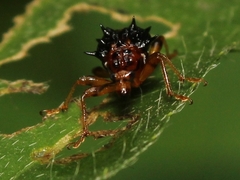 Hoplapoderus hystrix