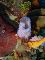 Callyspongia plicifera