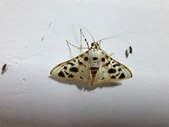 Neurophyseta