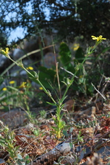 Linum nodiflorum