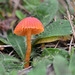Hygrocybe phaeococcinea - Photo (c) Filip Fuljer, alguns direitos reservados (CC BY-NC), uploaded by Filip Fuljer
