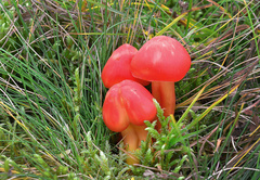 Hygrocybe splendidissima