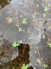 Marsilea mutica