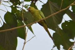 Psittacula krameri