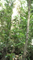 Aiouea montana