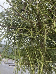 Dendrophthora domingensis