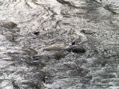 Cinclus leucocephalus