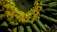 Euphorbia flanaganii