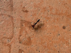 Odontomachus erythrocephalus