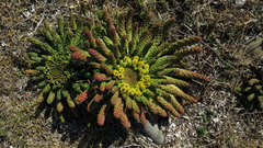 Euphorbia flanaganii