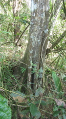 Sapium glandulosum