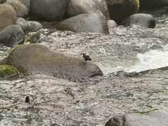 Cinclus leucocephalus