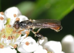 Sphegina