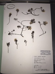 Rhododendron tomentosum