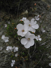 Linum appressum appressum