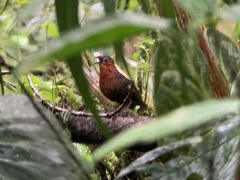 Cyphorhinus thoracicus