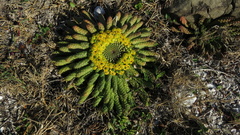 Euphorbia flanaganii