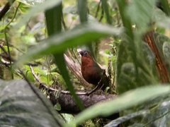 Cyphorhinus thoracicus