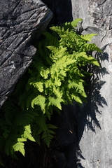 Gymnocarpium jessoense