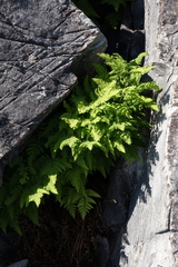 Gymnocarpium jessoense