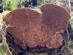 Porodaedalea