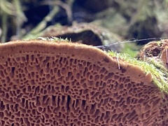 Porodaedalea