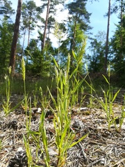 Anthoxanthum aristatum