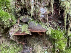 Porodaedalea