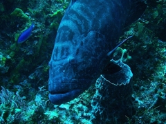 Mycteroperca bonaci