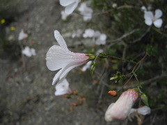 Linum appressum appressum