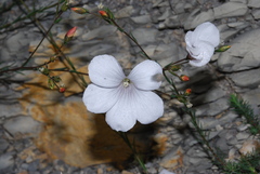 Linum appressum appressum