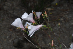 Linum appressum appressum