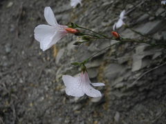 Linum appressum appressum