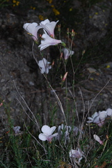 Linum appressum appressum