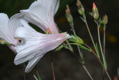 Linum appressum appressum