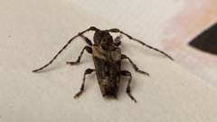 Pogonocherus hispidus