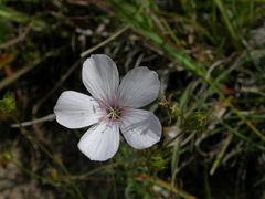 Linum tenuifolium