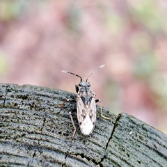 Peritrechus gracilicornis