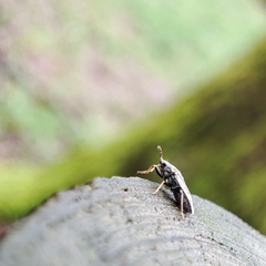 Peritrechus gracilicornis