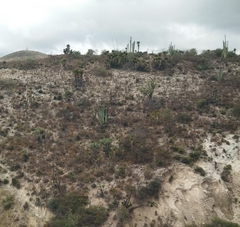 Cephalocereus fulviceps