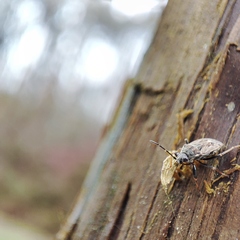Peritrechus gracilicornis