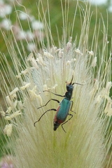Cordylepherus viridis