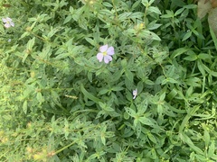 Pterolepis glomerata